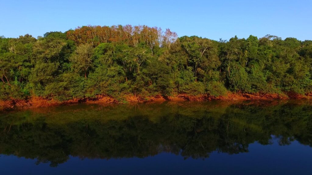 Monte nativo junto al agua en una chacra de Misiones